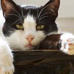 A cat lounging with both eyes almost closed.