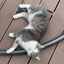 A cat looking up on a porch.