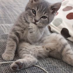 A British Shorthair cat striking a pose on a sofa.